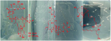 Graphical abstract: The secondary metabolites of rare actinomycetes: chemistry and bioactivity