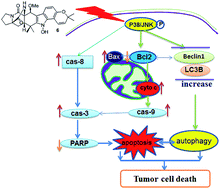 Graphical abstract: Notoamide-type alkaloid induced apoptosis and autophagy via a P38/JNK signaling pathway in hepatocellular carcinoma cells