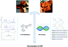 Graphical abstract: Chemical and genetic discrimination of commercial Guangchenpi (Citrus reticulata ‘Chachi’) by using UPLC-QTOF-MS/MS based metabolomics and DNA barcoding approaches
