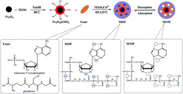 Graphical abstract: Preparation of magnetic ion imprinted polymer with waste beer yeast as functional monomer for Cd(ii) adsorption and detection