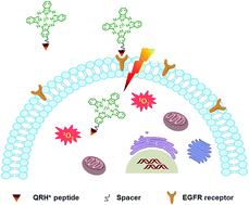Graphical abstract: Synthesis and biological evaluation of an epidermal growth factor receptor-targeted peptide-conjugated phthalocyanine-based photosensitiser