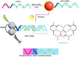 Graphical abstract: Preparation of DNA functional phosphorescent quantum dots and application in melamine detection in milk