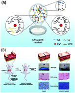Graphical abstract: Hybrid cellulose nanocrystal/alginate/gelatin scaffold with improved mechanical properties and guided wound healing