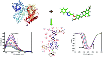 Graphical abstract: Insights into the interaction of potent antimicrobial chalcone triazole analogs with human serum albumin: spectroscopy and molecular docking approaches