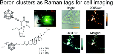 Graphical abstract: Raman cell imaging with boron cluster molecules conjugated with biomolecules