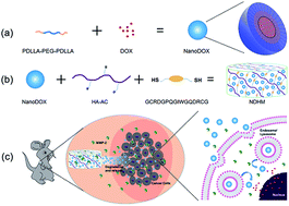 Graphical abstract: MMP-responsive in situ forming hydrogel loaded with doxorubicin-encapsulated biodegradable micelles for local chemotherapy of oral squamous cell carcinoma