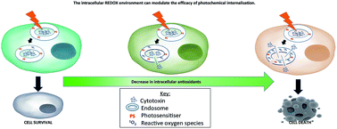 Graphical abstract: The intracellular redox environment modulates the cytotoxic efficacy of single and combination chemotherapy in breast cancer cells using photochemical internalisation