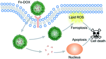 Graphical abstract: Doxorubicin loaded ferritin nanoparticles for ferroptosis enhanced targeted killing of cancer cells
