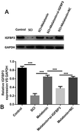 Graphical abstract: Retracted Article: Melatonin protects spinal cord injury by up-regulating IGFBP3 through the improvement of microcirculation in a rat model