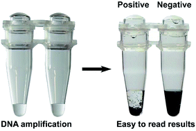 Graphical abstract: A simple, robust and equipment-free DNA amplification readout in less than 30 seconds