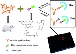 Graphical abstract: A fluorescence polarization immunoassay for detection of thiacloprid in environmental and agricultural samples