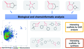 Graphical abstract: Exploring the chemical space and the bioactivity profile of lactams: a chemoinformatic study