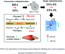 Graphical abstract: The rapid effects of eicosapentaenoic acid (EPA) enriched phospholipids on alleviating exercise fatigue in mice