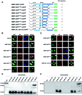 Graphical abstract: Identification of the endoplasmic reticulum localization sequence and N-glycosylation of matrix metalloproteinase 26