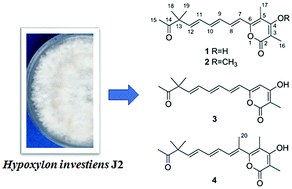 Graphical abstract: New α-pyrones from an endophytic fungus, Hypoxylon investiens J2
