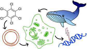 Graphical abstract: Hexachlorobenzene exerts genotoxic effects in a humpback whale cell line under stable exposure conditions