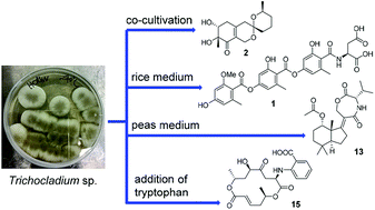 Graphical abstract: Induction of cryptic metabolites of the endophytic fungus Trichocladium sp. through OSMAC and co-cultivation