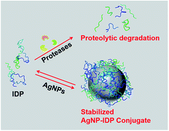 Graphical abstract: Enhanced stability of an intrinsically disordered protein against proteolytic cleavage through interactions with silver nanoparticles