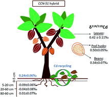 Graphical abstract: Cadmium isotope fractionation in the soil – cacao systems of Ecuador: a pilot field study