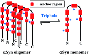 Graphical abstract: Triphala inhibits alpha-synuclein fibrillization and their interaction study by NMR provides insights into the self-association of the protein