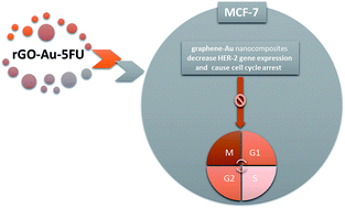 Graphical abstract: A graphene gold nanocomposite-based 5-FU drug and the enhancement of the MCF-7 cell line treatment