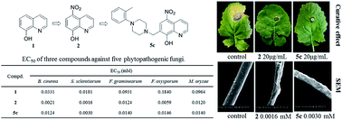 Graphical abstract: Synthesis and anti-phytopathogenic activity of 8-hydroxyquinoline derivatives
