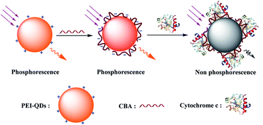 Graphical abstract: A label-free RTP sensor based on aptamer/quantum dot nanocomposites for cytochrome c detection