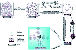 Graphical abstract: One-step deposition of antibacterial Ag@Pdop hybrid films on an NiTi alloy