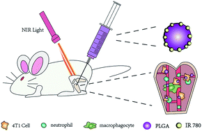 Graphical abstract: Near-infrared-induced IR780-loaded PLGA nanoparticles for photothermal therapy to treat breast cancer metastasis in bones
