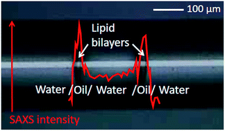 Graphical abstract: Exploring the water/oil/water interface of phospholipid stabilized double emulsions by micro-focusing synchrotron SAXS