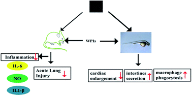 Graphical abstract: Walnut protein isolates attenuate particulate matter-induced lung and cardiac injury in mice and zebra fish