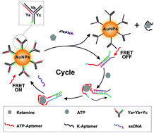 Graphical abstract: An enzyme-free FRET nanoprobe for ultrasensitive ketamine detection based on ATP-fueled target recycling