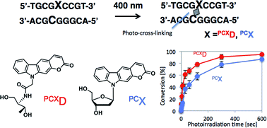 Graphical abstract: DNA photo-cross-linking using a pyranocarbazole-modified oligodeoxynucleotide with a d-threoninol linker