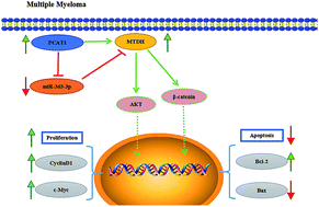 Graphical abstract: Retracted Article: Long non-coding RNA PCAT1 facilitates cell growth in multiple myeloma through an MTDH-mediated AKT/β-catenin signaling pathway by sponging miR-363-3p