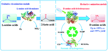 Graphical abstract: Highly selective synthesis of d-amino acids from readily available l-amino acids by a one-pot biocatalytic stereoinversion cascade
