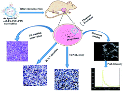 Graphical abstract: Enhanced ultrasound imaging and anti-tumor in vivo properties of Span–polyethylene glycol with folic acid–carbon nanotube–paclitaxel multifunctional microbubbles