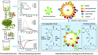 Graphical abstract: Comparative assessment of physicochemical and antioxidative properties of mung bean protein hydrolysates