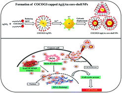Graphical abstract: Counterion coupled (COCO) gemini surfactant capped Ag/Au alloy and Ag@Au core–shell nanoparticles for cancer therapy