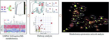 Graphical abstract: Global metabolomic profiling of trastuzumab resistant gastric cancer cells reveals major metabolic pathways and metabolic signatures based on UHPLC-Q exactive-MS/MS