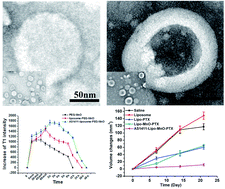 Graphical abstract: AS1411 aptamer-modified theranostic liposomes co-encapsulating manganese oxide nano-contrast agent and paclitaxel for MRI and therapy of cancer