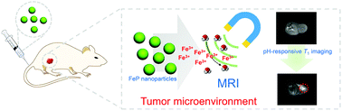 Graphical abstract: Iron phosphide nanoparticles as a pH-responsive T1 contrast agent for magnetic resonance tumor imaging