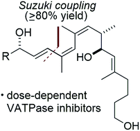Graphical abstract: Suzuki coupling-based synthesis of VATPase inhibitor archazolid natural product derived fragments