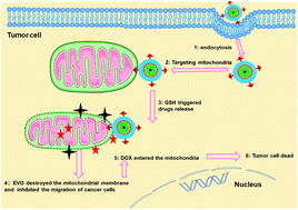 Graphical abstract: A mitochondria-targeted delivery system of doxorubicin and evodiamine for the treatment of metastatic breast cancer