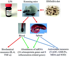 Graphical abstract: The hydroxy-analogue of selenomethionine alleviated lipopolysaccharide-induced inflammatory responses is associated with recover expression of several selenoprotein encoding genes in the spleens of Kunming mice