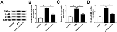 Graphical abstract: Curcumin alleviates LPS-induced inflammation and oxidative stress in mouse microglial BV2 cells by targeting miR-137-3p/NeuroD1