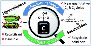 Graphical abstract: Mechanochemistry-assisted hydrolysis of softwood over stable sulfonated carbon catalysts in a semi-batch process