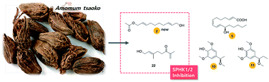 Graphical abstract: Bioactive compounds from the seeds of Amomum tsaoko Crevost et Lemaire, a Chinese spice as inhibitors of sphingosine kinases, SPHK1/2