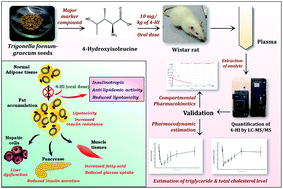 Graphical abstract: Pre-clinical pharmacokinetic and pharmacodynamic modelling study of 4-hydroxyisoleucine using validated ultra-performance liquid chromatography-tandem mass spectrometry