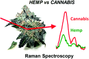 Graphical abstract: Confirmatory non-invasive and non-destructive differentiation between hemp and cannabis using a hand-held Raman spectrometer