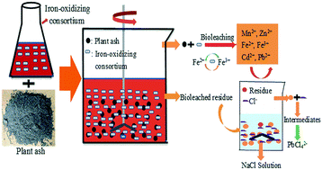 Graphical abstract: Effective multi-metal removal from plant incineration ash via the combination of bioleaching and brine leaching